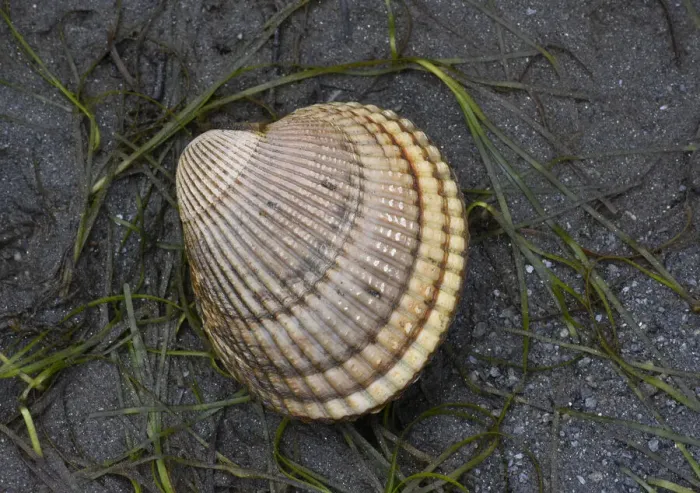 Framed Print : Alaska, Ketchikan, cockle shell on beach Framed Print : Alaska, Ketchikan, cockle shell on beach