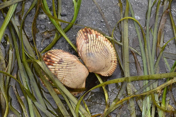 Alaska, Ketchikan, cockle shell on beach