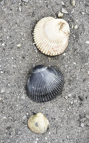 Alaska, Ketchikan, cockle shells on beach
