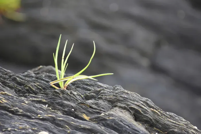 Framed Print : Alaska, Ketchikan, goose tongue (Plantago maritima) growing in shale rock Framed Print : Alaska, Ketchikan, goose tongue (Plantago maritima) growing in shale rock