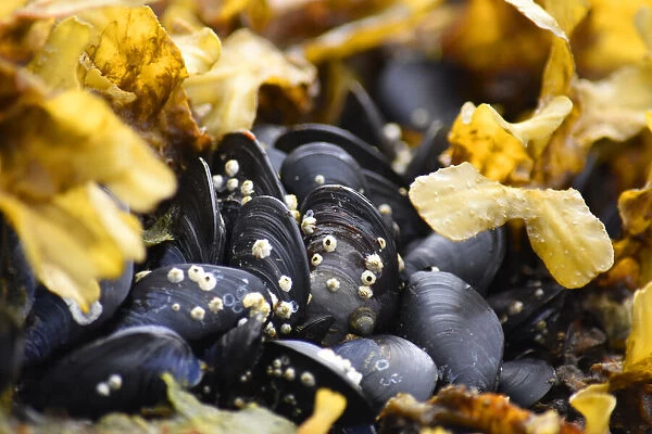 Alaska, Ketchikan, mussels on beach with barnacles