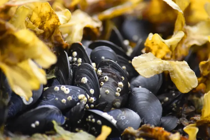 Framed Print : Alaska, Ketchikan, mussels on beach with barnacles Framed Print : Alaska, Ketchikan, mussels on beach with barnacles
