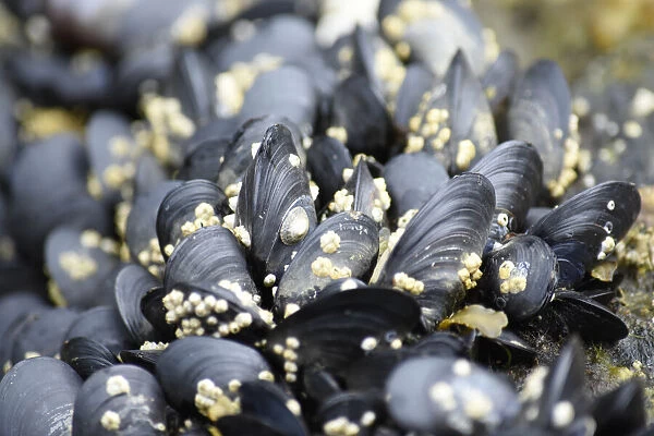 Alaska, Ketchikan, mussels on beach with barnacles