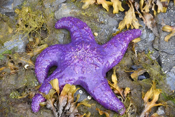 Alaska, Ketchikan, Sea star (Pisaster orchraceus)