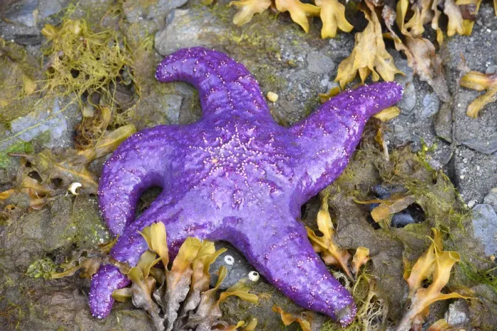 Framed Print : Alaska, Ketchikan, Sea star (Pisaster orchraceus)