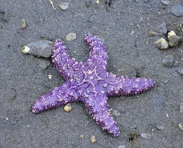 Alaska, Ketchikan, Sea star (Pisaster orchraceus)