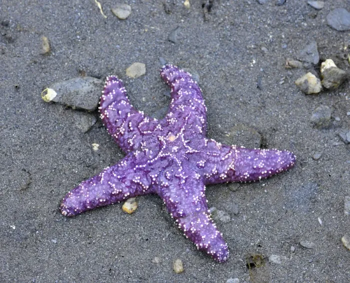 Framed Print : Alaska, Ketchikan, Sea star (Pisaster orchraceus)