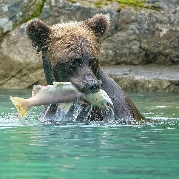 Alaska, Lake Clark. Grizzly bear holds fish while sitting in the water