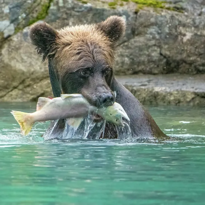 Framed Print : Alaska, Lake Clark. Grizzly bear holds fish while sitting in the water Framed Print : Alaska, Lake Clark. Grizzly bear holds fish while sitting in the water