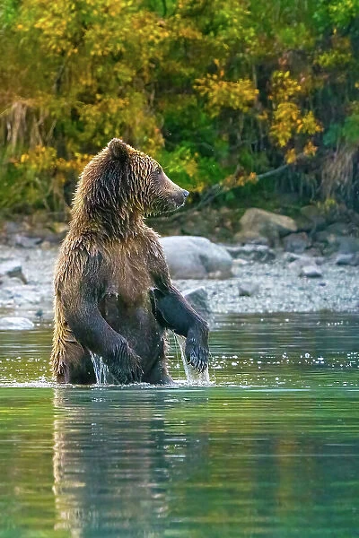 Alaska, Lake Clark. Grizzly bear stands up in the water