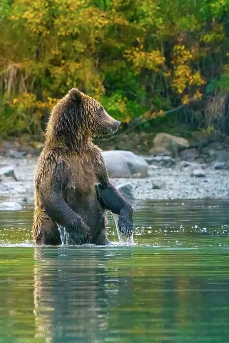 Framed Print : Alaska, Lake Clark. Grizzly bear stands up in the water Framed Print : Alaska, Lake Clark. Grizzly bear stands up in the water