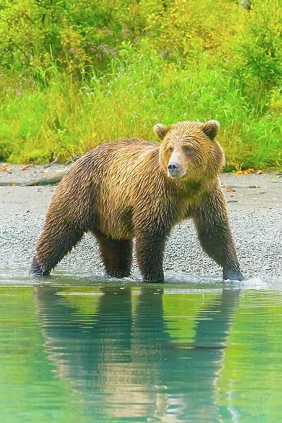 Alaska, Lake Clark. Grizzly bear walks along the shoreline