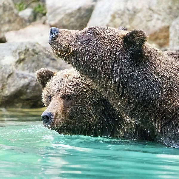 Alaska, Lake Clark. Headshots of two grizzly bears swimming