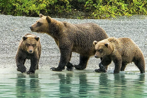 Alaska, Lake Clark. Mom and two cubs walking along the shoreline