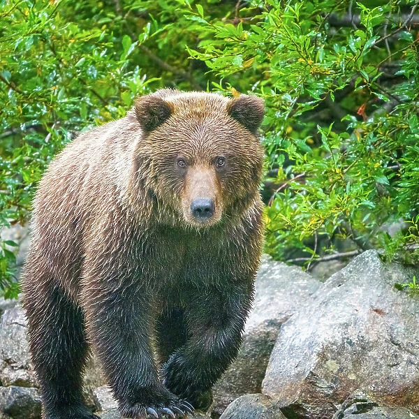 Alaska, Lake Clark. Walking grizzly bear with green foliage in background