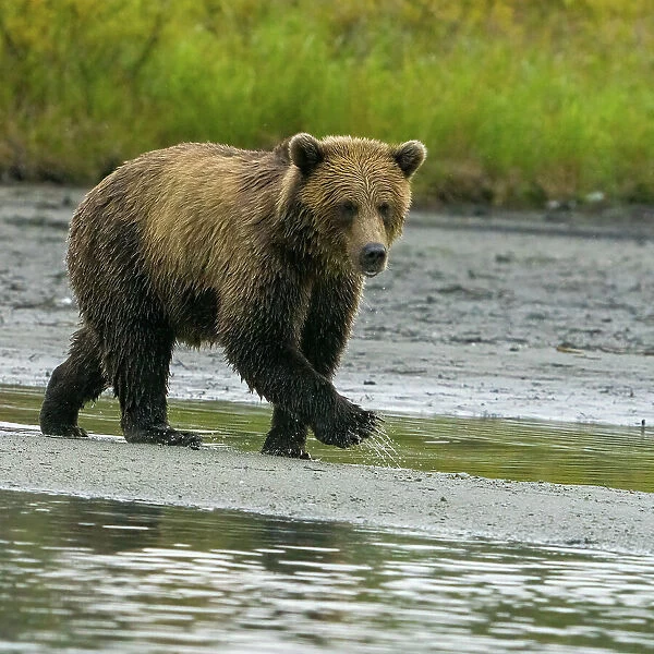 Alaska, Lake Clark. Young grizzly bear walks along the shoreline
