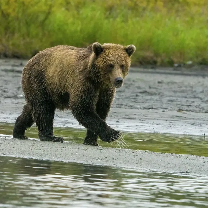 Framed Print : Alaska, Lake Clark. Young grizzly bear walks along the shoreline