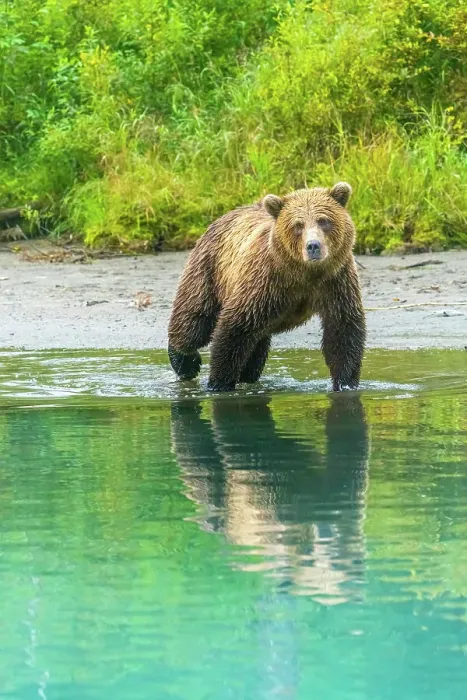 Framed Print : Alaska, Lake Clark. Young grizzly bear walks along the shoreline Framed Print : Alaska, Lake Clark. Young grizzly bear walks along the shoreline