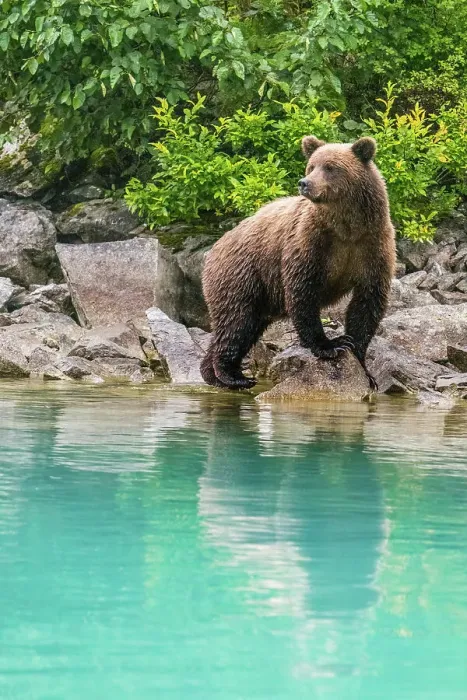Framed Print : Alaska, Lake Clark. Young grizzly bear walks along the shoreline Framed Print : Alaska, Lake Clark. Young grizzly bear walks along the shoreline