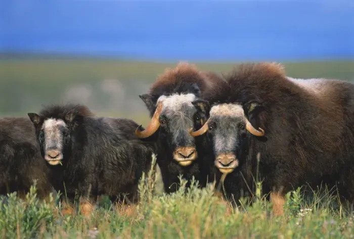 Framed Print : 06. Alaska, North Slope, Brooks Range, Musk oxen with calf