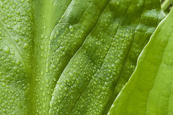 Alaska rainforest, raindrops glisten on these huge skunk cabbage leaves