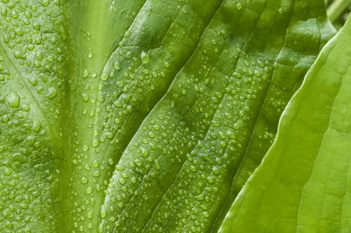 Framed Print : Alaska rainforest, raindrops glisten on these huge skunk cabbage leaves Framed Print : Alaska rainforest, raindrops glisten on these huge skunk cabbage leaves