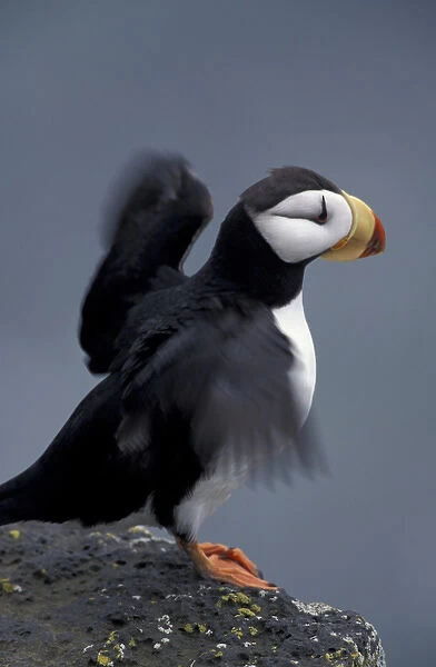 Alaska, St. Paul Island, The Pribilofs, Bering Sea A horned puffin stretches it s