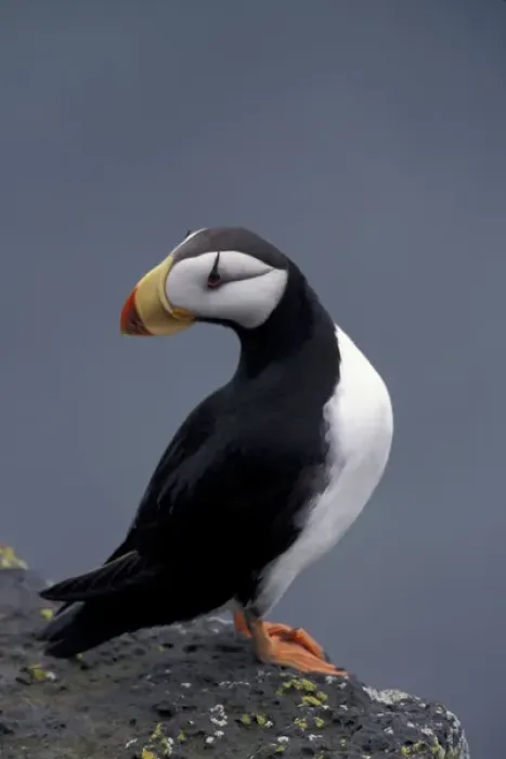 Framed Print : Alaska, St. Paul Island, The Pribilofs, Bering Sea A horned puffin perches Framed Print : Alaska, St. Paul Island, The Pribilofs, Bering Sea A horned puffin perches