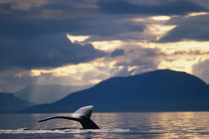 Framed Print : Alaska, Tongass National Forest, Tail flukes of Humpback Whale (Megaptera novaengliae) Framed Print : Alaska, Tongass National Forest, Tail flukes of Humpback Whale (Megaptera novaengliae)