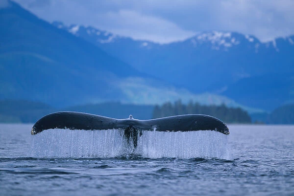 Alaska, Tongass National Forest, Tail flukes of Humpback Whale (Megaptera novaengliae)