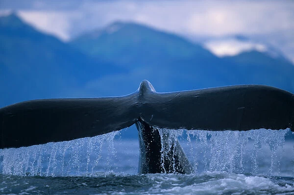 Alaska, Tongass National Forest, Tail flukes of Humpback Whale (Megaptera novaengliae)