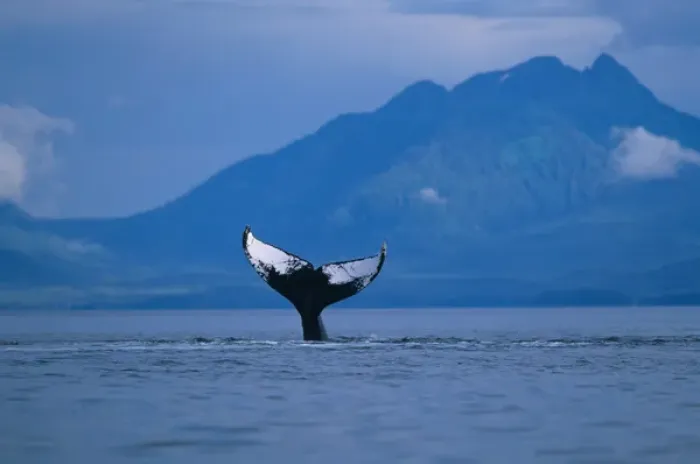 Framed Print : Alaska, Tongass National Forest, Humpback Whale (Megaptera novaengliae) slapping Framed Print : Alaska, Tongass National Forest, Humpback Whale (Megaptera novaengliae) slapping
