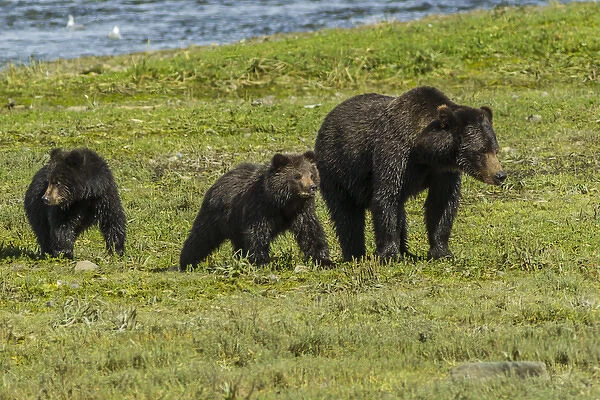 Alaska, Tongass National Forest, Admiralty Island. Grizzly bear sow and cubs. Credit as