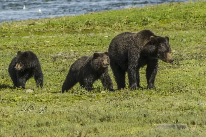 Framed Print : Alaska, Tongass National Forest, Admiralty Island. Grizzly bear sow and cubs. Credit as