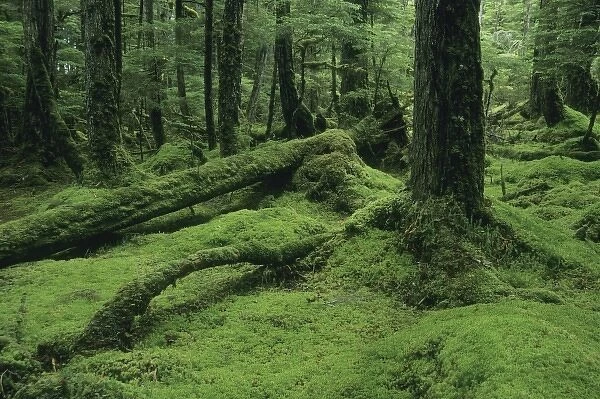 Alaska, Tongass National Forest, W. Brothers Island, southeast, mossy temperate rainforest interior
