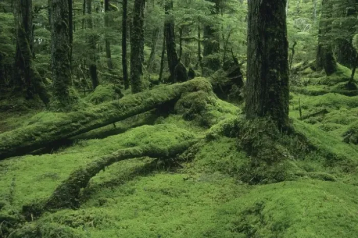 Framed Print : Alaska, Tongass National Forest, W. Brothers Island, southeast, mossy temperate rainforest interior