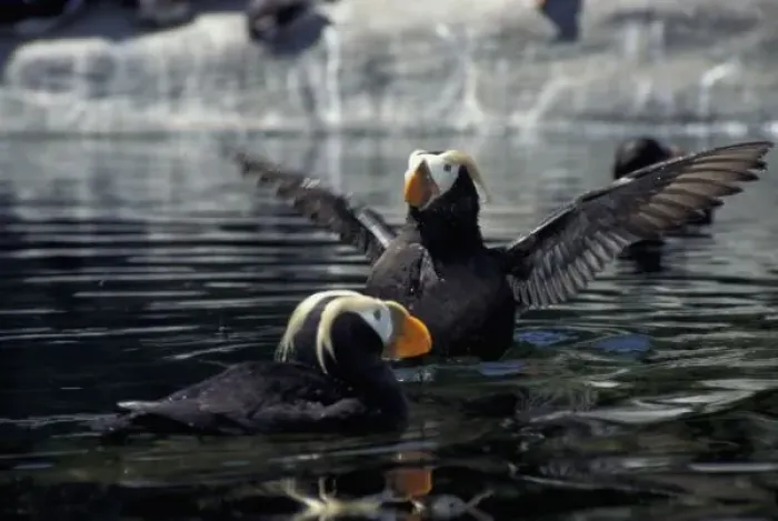 Framed Print : Alaska Tufted puffins