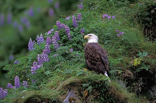 Alaska, Unalaska Island, Bald Eagle, Haliaeetus Leucocephalus