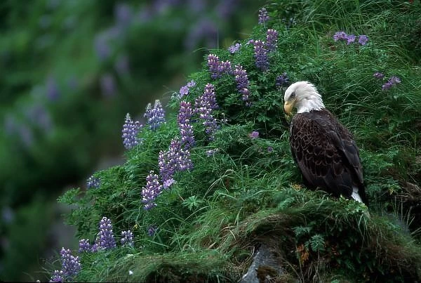 Alaska, Unalaska Island Bald Eagle among Nootka Lupine (Haliaeetus leucocephalus)