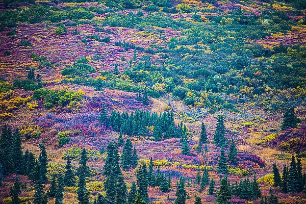 Alaska, USA, autumn color
