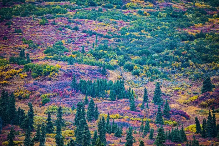 Framed Print : Alaska, USA, autumn color