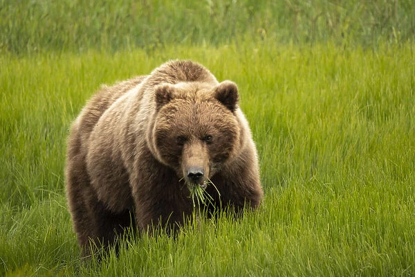Alaska, USA. Grizzly bear eating grass