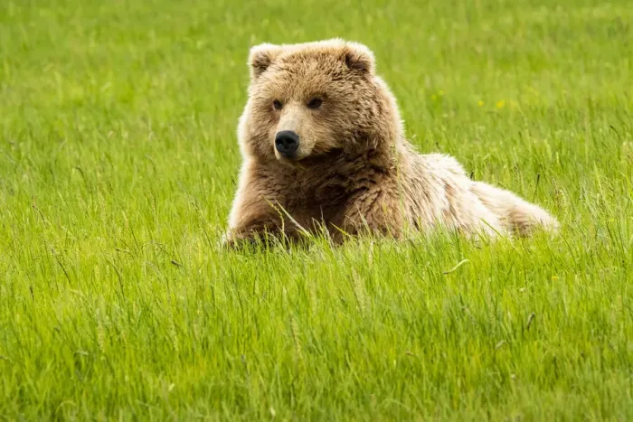Framed Print : Alaska, USA. Grizzly bear on grass Framed Print : Alaska, USA. Grizzly bear on grass