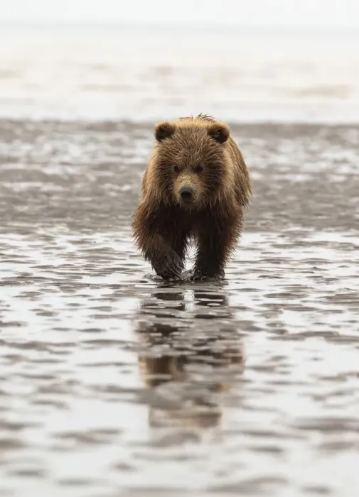 Framed Print : Alaska, USA. Grizzly bear walking through mud Framed Print : Alaska, USA. Grizzly bear walking through mud