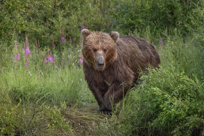 Framed Print : Alaskan brown bear along Alagnak River, Alaska