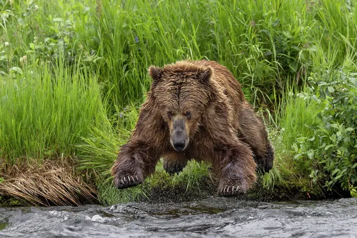 Framed Print : Alaskan brown bear along Alagnak River, Alaska Framed Print : Alaskan brown bear along Alagnak River, Alaska