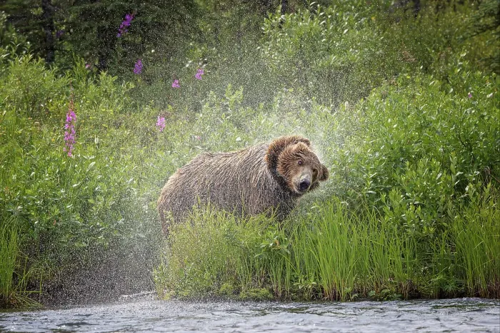 Framed Print : Alaskan brown bear along Alagnak River, Alaska Framed Print : Alaskan brown bear along Alagnak River, Alaska