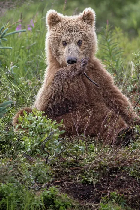 Framed Print : Alaskan brown bear along Alagnak River, Alaska