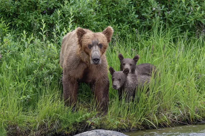 Framed Print : Alaskan brown bear along Alagnak River, Alaska