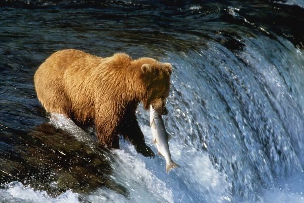 Alaskan Brown Bear Catching Salmon at Brooks Falls